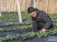  山西原平：设施农业富农家