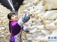  河北平泉：温室大棚暖寒冬