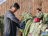  河北平泉：温室大棚暖寒冬