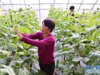  河北平泉：温室大棚暖寒冬