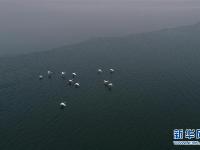  红碱淖上冬来客