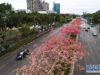  广西柳州：美丽异木棉花竞相盛开