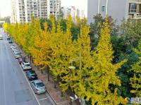 银杏飘落 景色醉人