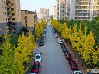 银杏飘落 景色醉人