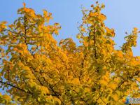 银杏飘落 景色醉人