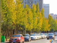 银杏飘落 景色醉人