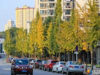 银杏飘落 景色醉人