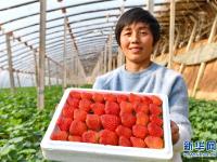  河北乐亭：滦河岸边草莓飘香