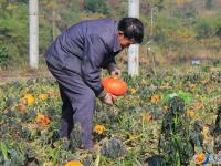 大祥区台上村冬日丰收忙