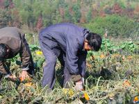 大祥区台上村冬日丰收忙