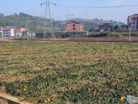 大祥区台上村冬日丰收忙