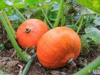 大祥区台上村冬日丰收忙