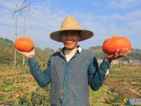 大祥区台上村冬日丰收忙