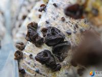 大祥区台上村有一片无公害生态种植的黑木耳 快去采鲜