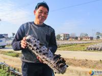 大祥区台上村有一片无公害生态种植的黑木耳 快去采鲜