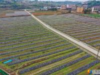 大祥区台上村有一片无公害生态种植的黑木耳 快去采鲜