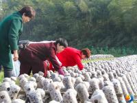 大祥区台上村有一片无公害生态种植的黑木耳 快去采鲜