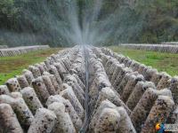 大祥区台上村有一片无公害生态种植的黑木耳 快去采鲜