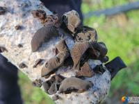 大祥区台上村有一片无公害生态种植的黑木耳 快去采鲜