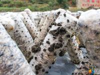 大祥区台上村有一片无公害生态种植的黑木耳 快去采鲜