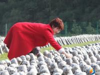 大祥区台上村有一片无公害生态种植的黑木耳 快去采鲜