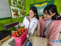  河北永清：“牛奶草莓”乐游人