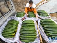  河北永清：暖棚订单黄瓜助农增收