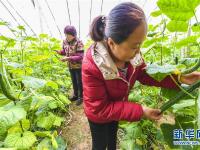  河北永清：暖棚订单黄瓜助农增收