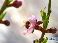  数九寒天桃花朵朵开