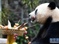  海口：大熊猫“撸串”迎新年