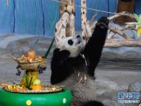  海口：大熊猫“撸串”迎新年