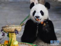  海口：大熊猫“撸串”迎新年