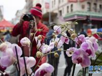 旧金山春节花市