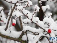 塔什干降雪