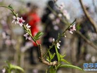 新疆鄯善：大棚桃花 严寒怒放
