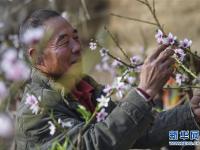 新疆鄯善：大棚桃花 严寒怒放