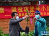 爱心送苗助春耕