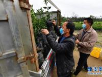 爱心送苗助春耕