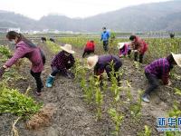 陕西汉滨：三月茶园忙