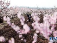 花开正艳 农事正忙
