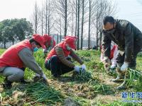 浙江余姚：志愿者爱心助农