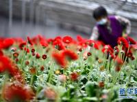 山东峄城：鲜花扮靓脱贫路