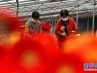 山东峄城：鲜花扮靓脱贫路