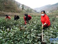 陕西汉滨：三月茶园忙