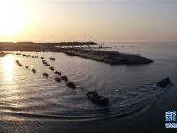 山东荣成：海带进入收获季