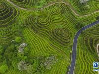 四川：鹿鸣茶海如诗如画