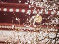 西藏：山寺桃花开