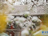 百年梨园梨花开