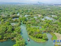 西溪湿地：春光旖旎又花朝