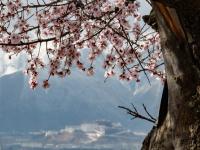 西藏：山寺桃花开